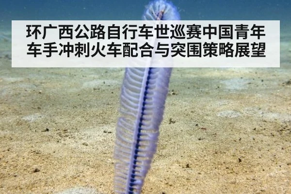 环广西公路自行车世巡赛中国青年车手冲刺火车配合与突围策略展望 - jiuyou game